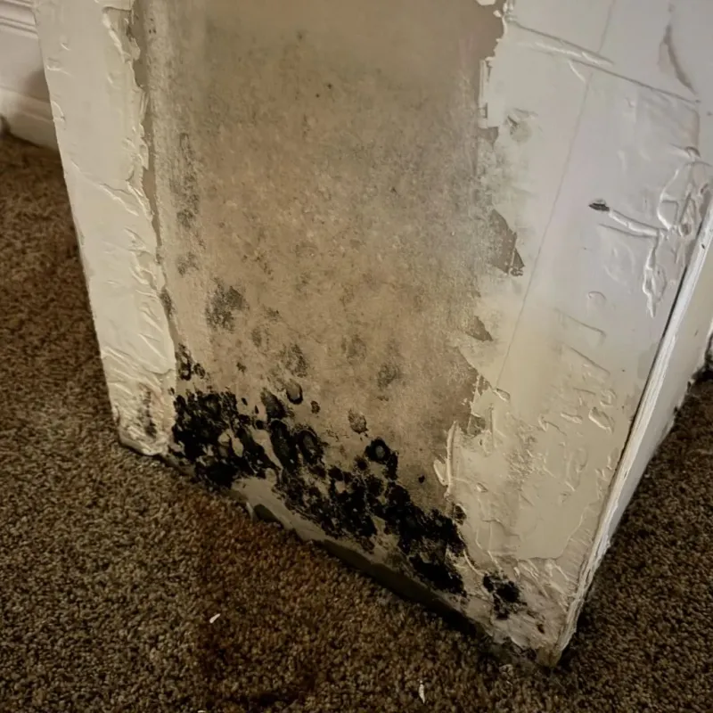 Professional Mold Removal in Decatur, MI